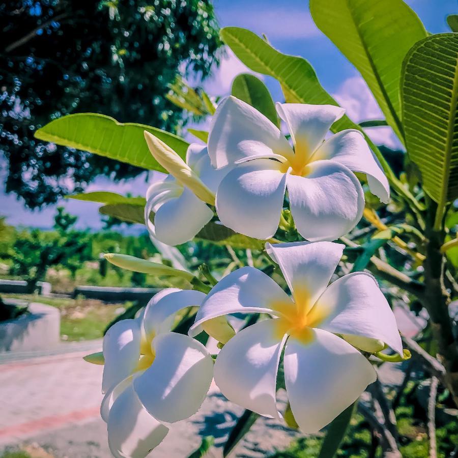 La Plumerias Moalboal Exterior foto